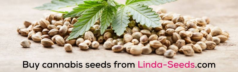 Buy cannabis seeds from Linda-Seeds.com